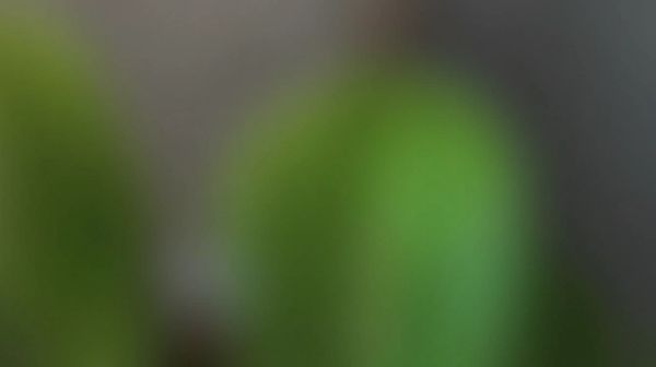 Want to identify your plants easily? Try Plant Me app